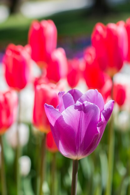 tulipanes que florecen en primavera