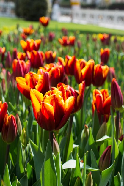 Foto tulipanes que florecen en primavera