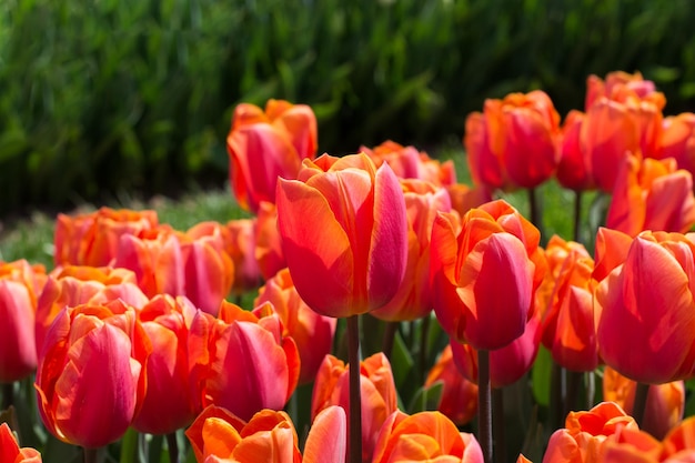 tulipanes que florecen en primavera