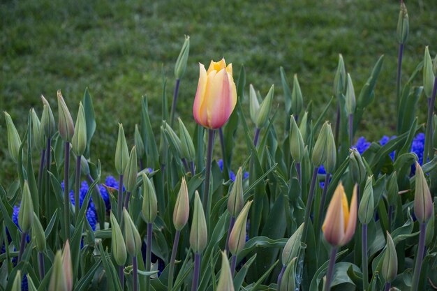 tulipanes que florecen en primavera