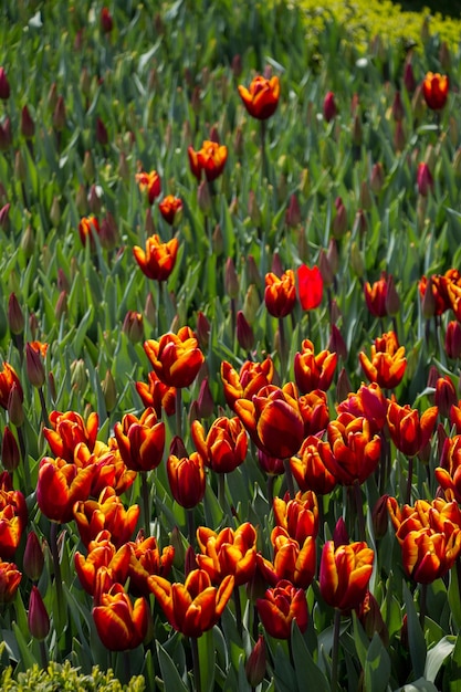 tulipanes que florecen en primavera