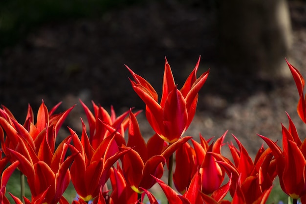 tulipanes que florecen en primavera