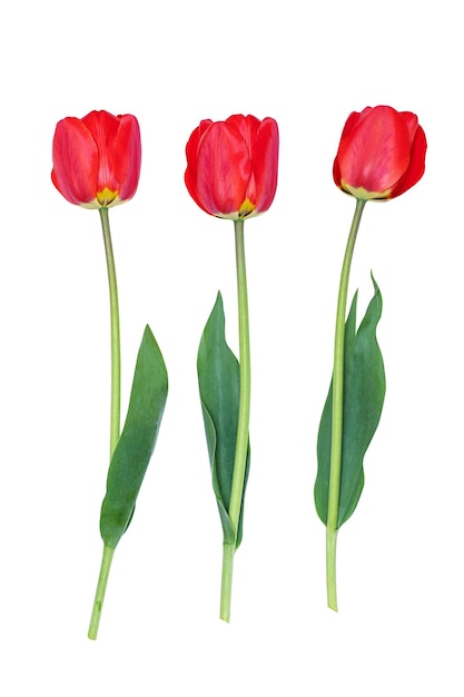 Tulipanes rojos aislados sobre fondo blanco