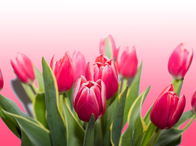 Tulipanes rojos aislados sobre un fondo rosa.