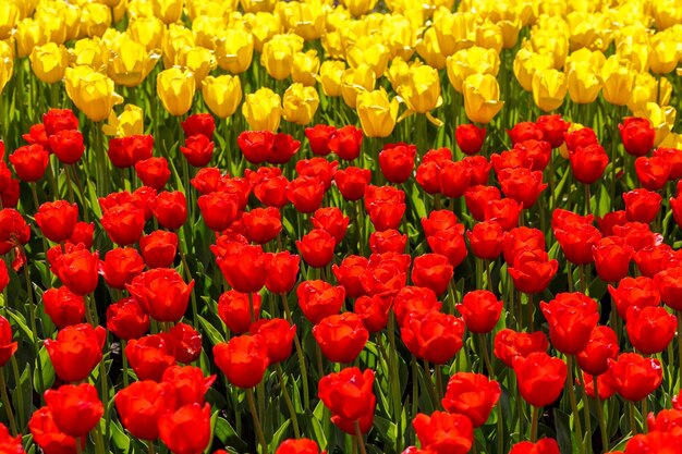 Tulipanes rojos y amarillos flácidos en el campo dividido horizontalmente primer plano fondo de fotograma completo con enfoque selectivo