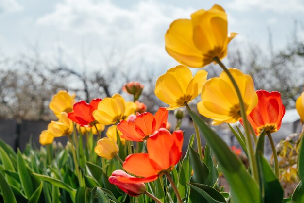 Tulipanes rojos y amarillos meciéndose en el viento contra un cielo azul nublado