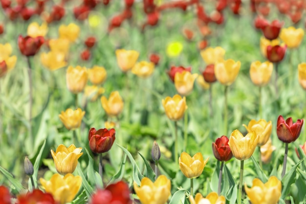 Tulipanes rojos y amarillos en la naturaleza.