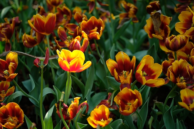 Tulipanes rojos y amarillos