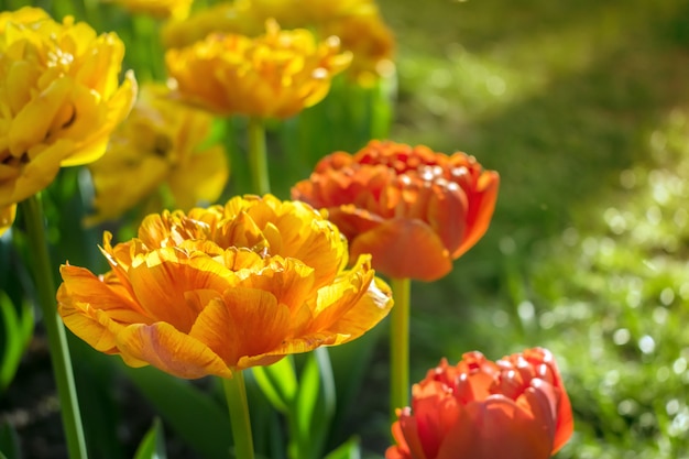 Tulipanes rojos y anaranjados varietales del amante de Sun en parque de la ciudad.