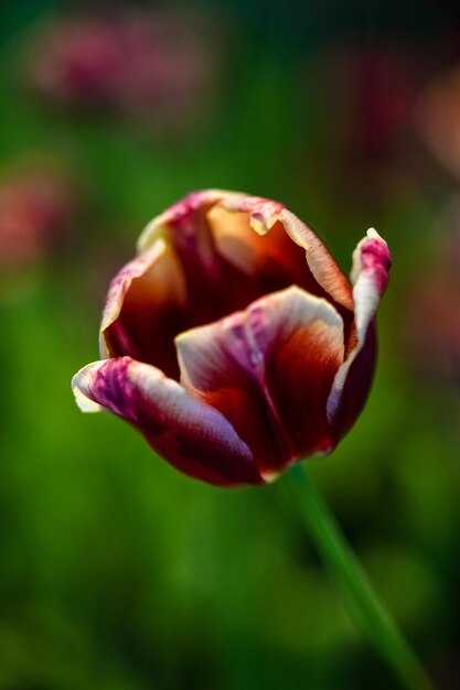 Tulipanes rojos en auge listos para marchitarse en el jardín de flores