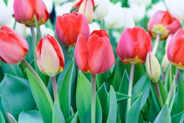 Tulipanes rojos y blancos en un campo de flores