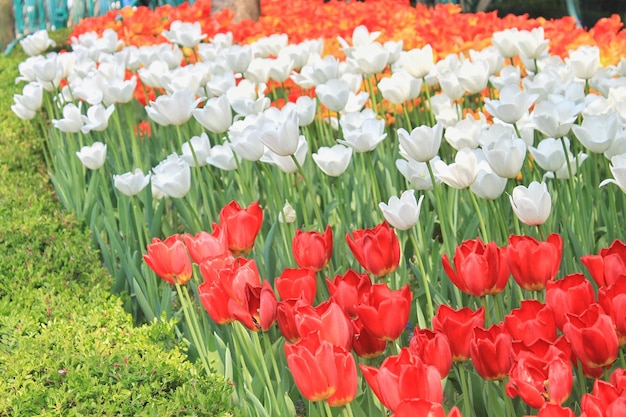 Los tulipanes rojos y blancos florecen en el campo