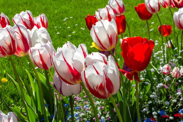 Tulipanes rojos y blancos triunfan en el Carnaval de Rio