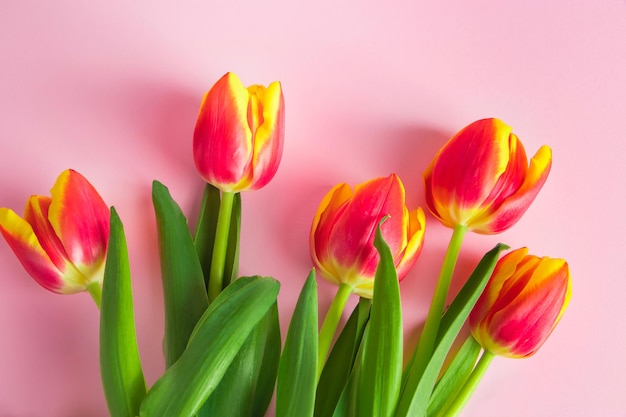 Tulipanes rojos brillantes sobre fondo rosa Felices Pascuas Símbolo de primavera Lugar para texto