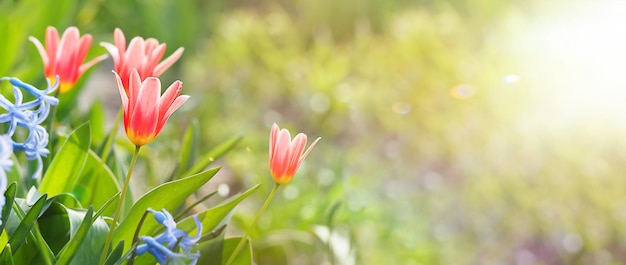 Tulipanes rojos cerca de la luz del sol, día de primavera, banner ancho horizontal,