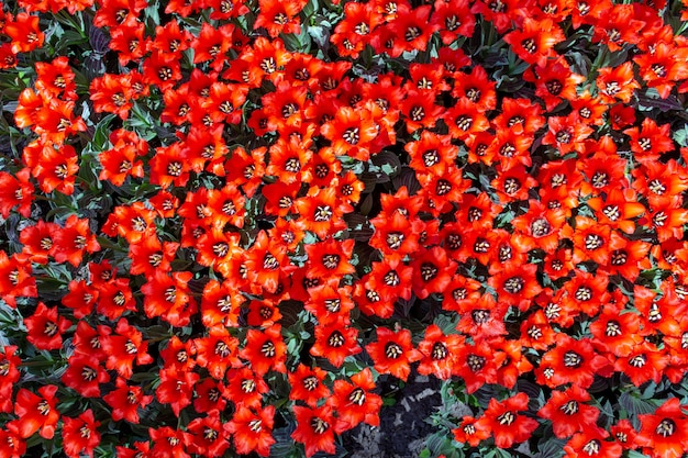 tulipanes rojos coloridos flores frescas