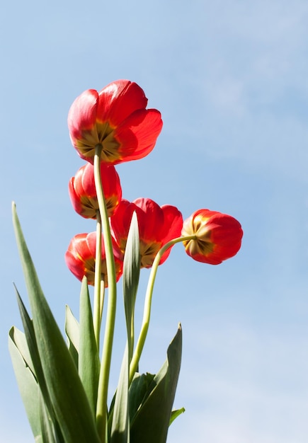 Tulipanes rojos contra el cielo azul Enfoque en el tulipán delantero DOF bajo