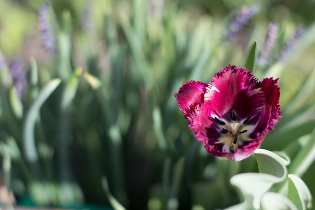 Los tulipanes rojos crecen en el jardín en primavera