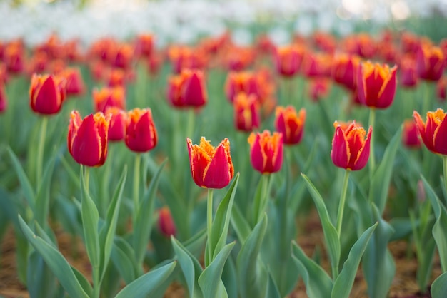 tulipanes rojos crecen en el parque