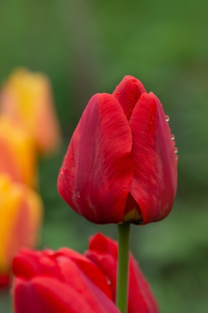 Tulipanes rojos creciendo en un macizo de flores Flores de primavera tulipanes rojos