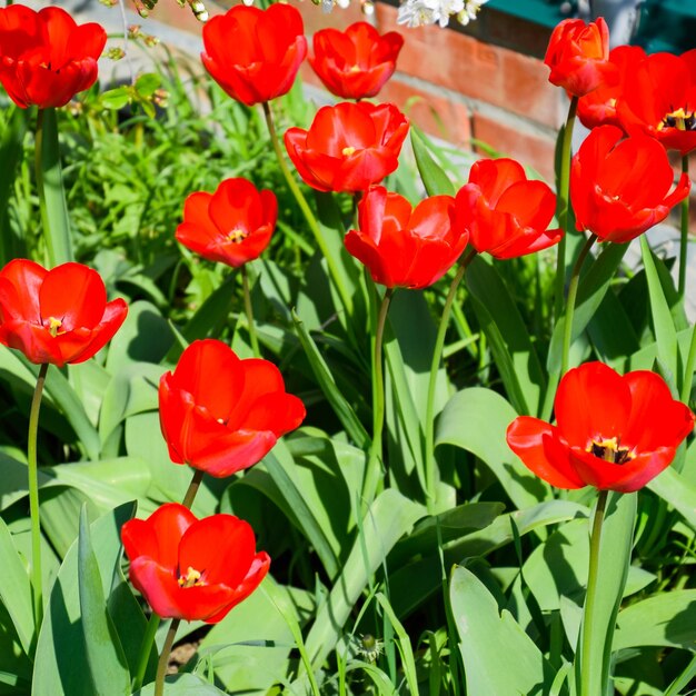 Los tulipanes rojos florecen en el lecho de flores La floración de los tulipanes