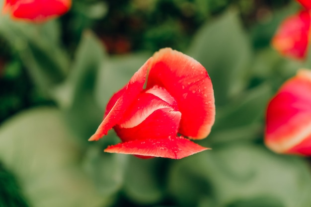 Los tulipanes rojos florecen en primavera después de la lluvia