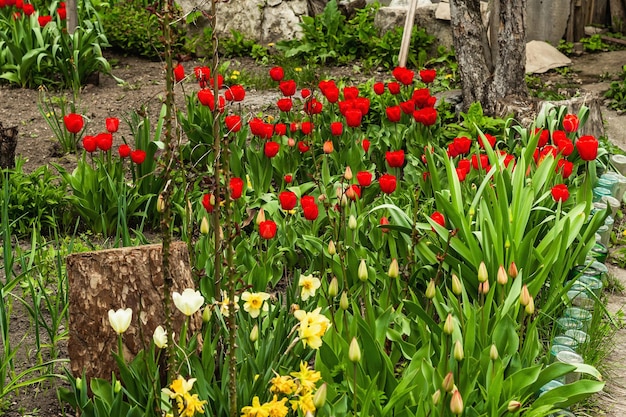 Tulipanes rojos florecientes en el jardín Temporada de primavera de plantas en crecimiento Antecedentes del concepto de jardinería