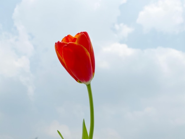 tulipanes rojos en el fondo del cielo