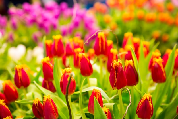 Tulipanes rojos frescos en el campo