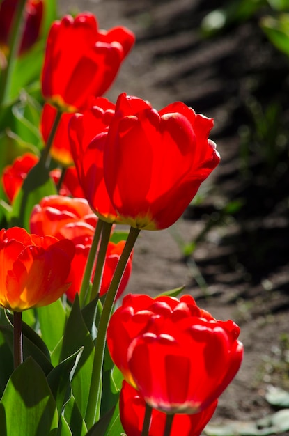 Tulipanes rojos frescos de sus bulbos flor de tulipán rojo muy hermosa