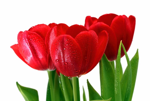 Tulipanes rojos con gotas de primer plano