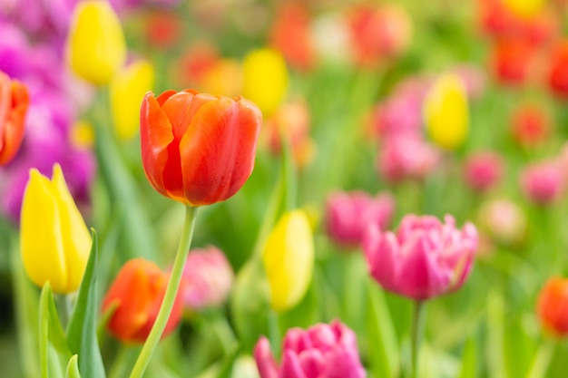 Tulipanes rojos con hermoso en el jardín.