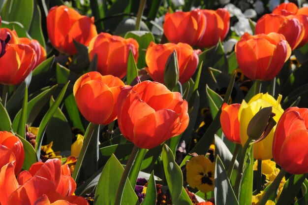 Tulipanes rojos hermosos