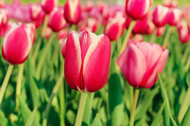 Tulipanes rojos hermosos