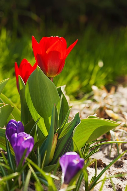 Tulipanes rojos hermosos