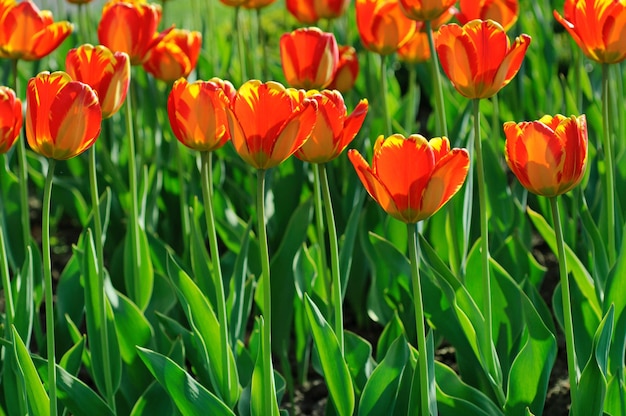 Tulipanes rojos hermosos