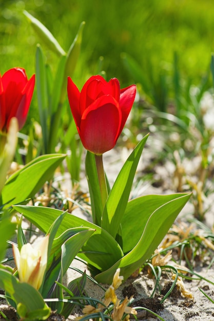 Tulipanes rojos hermosos