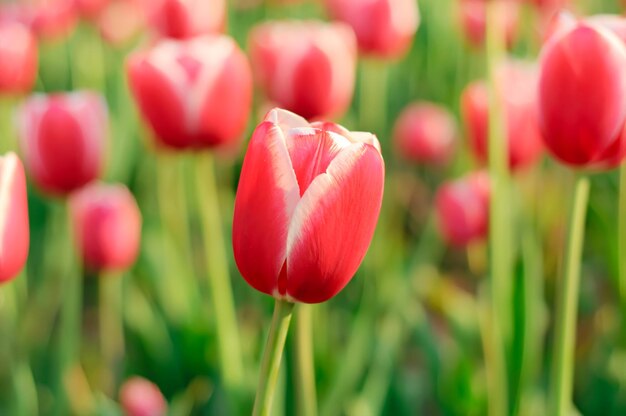 Tulipanes rojos hermosos