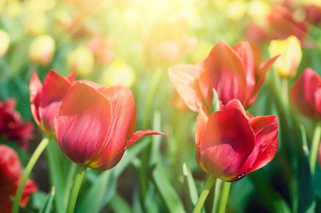 Tulipanes rojos hermosos