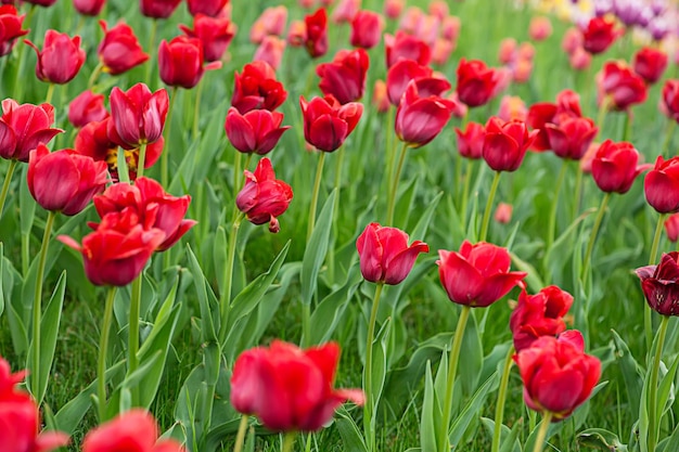 Tulipanes rojos hermosos