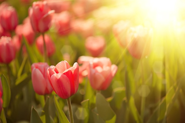 Tulipanes rojos hermosos