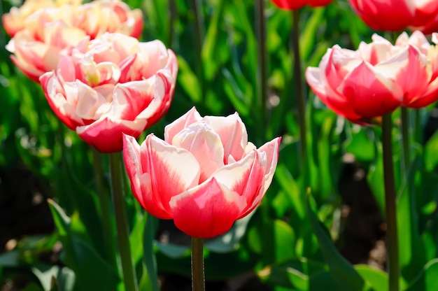 Tulipanes rojos hermosos