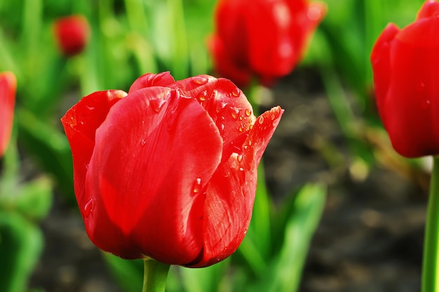 Tulipanes rojos hermosos