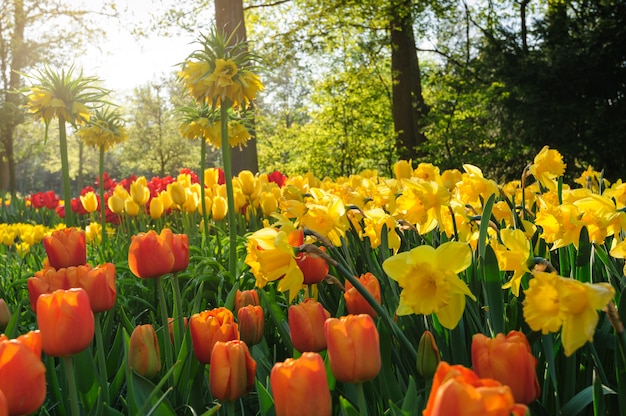 Tulipanes rojos de Holanda en rayos del sol