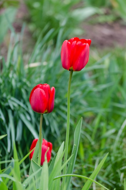 Tulipanes rojos en el jardín