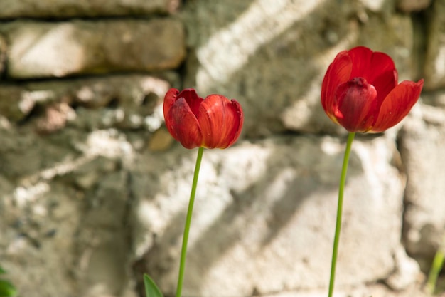 tulipanes rojos en el jardín