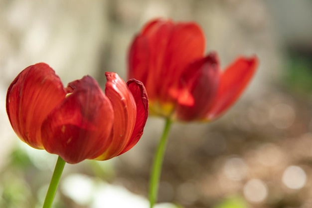 tulipanes rojos en el jardín