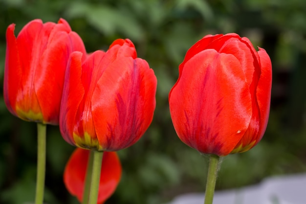 Tulipanes rojos en el jardin