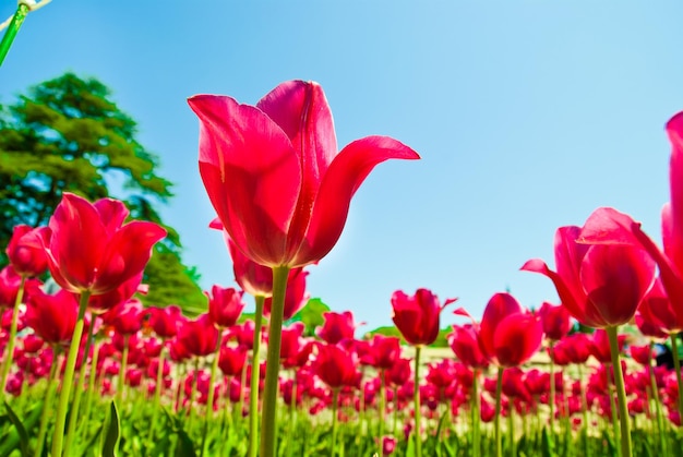 tulipanes rojos en un jardín