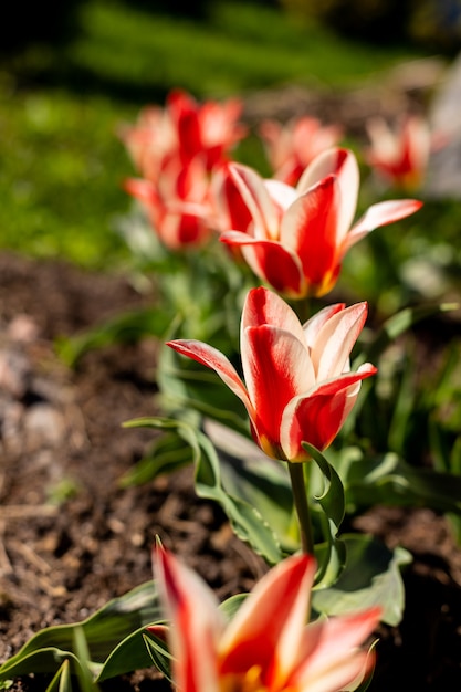 tulipanes rojos en jardín